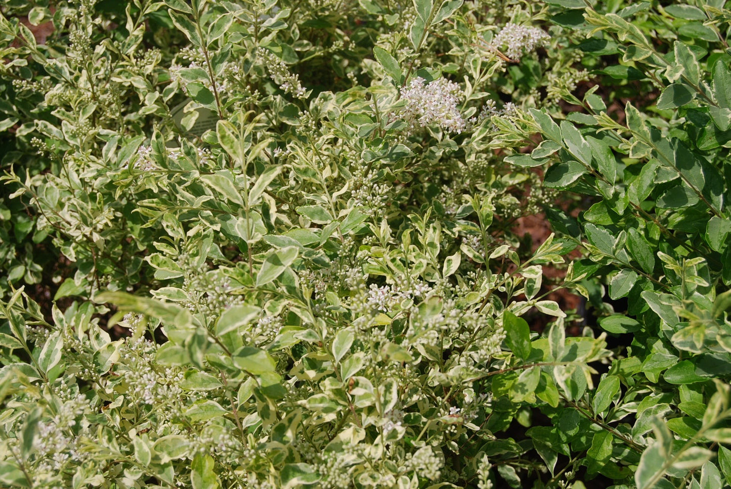 Ligustrum sinense 'Swift Creek' Swift Creek Variegated Privet 3g