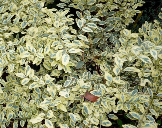 Ligustrum sinense 'Swift Creek' Swift Creek Variegated Privet 3g
