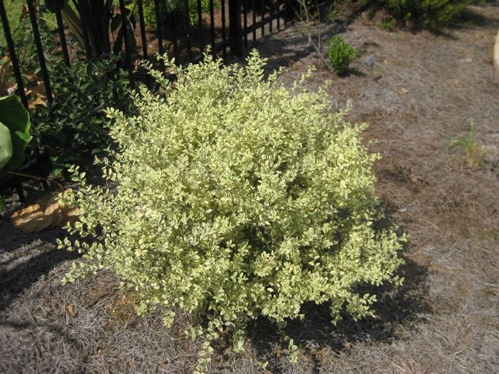 Ligustrum sinense 'Swift Creek' Swift Creek Variegated Privet 3g