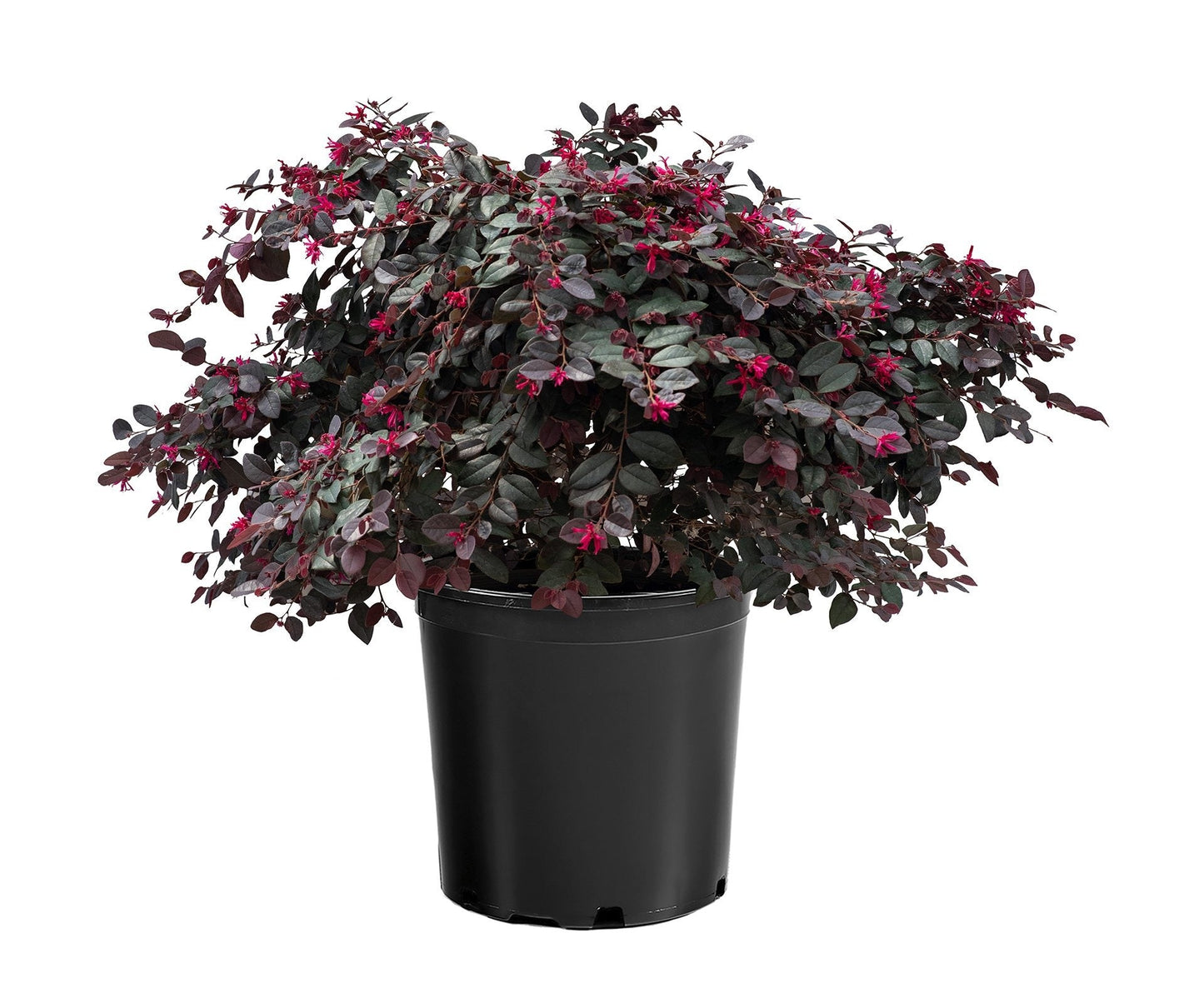 Loropetalum chinense 'Kurobijin' PP23176 Cerise Charm™ Loropetalum 7g