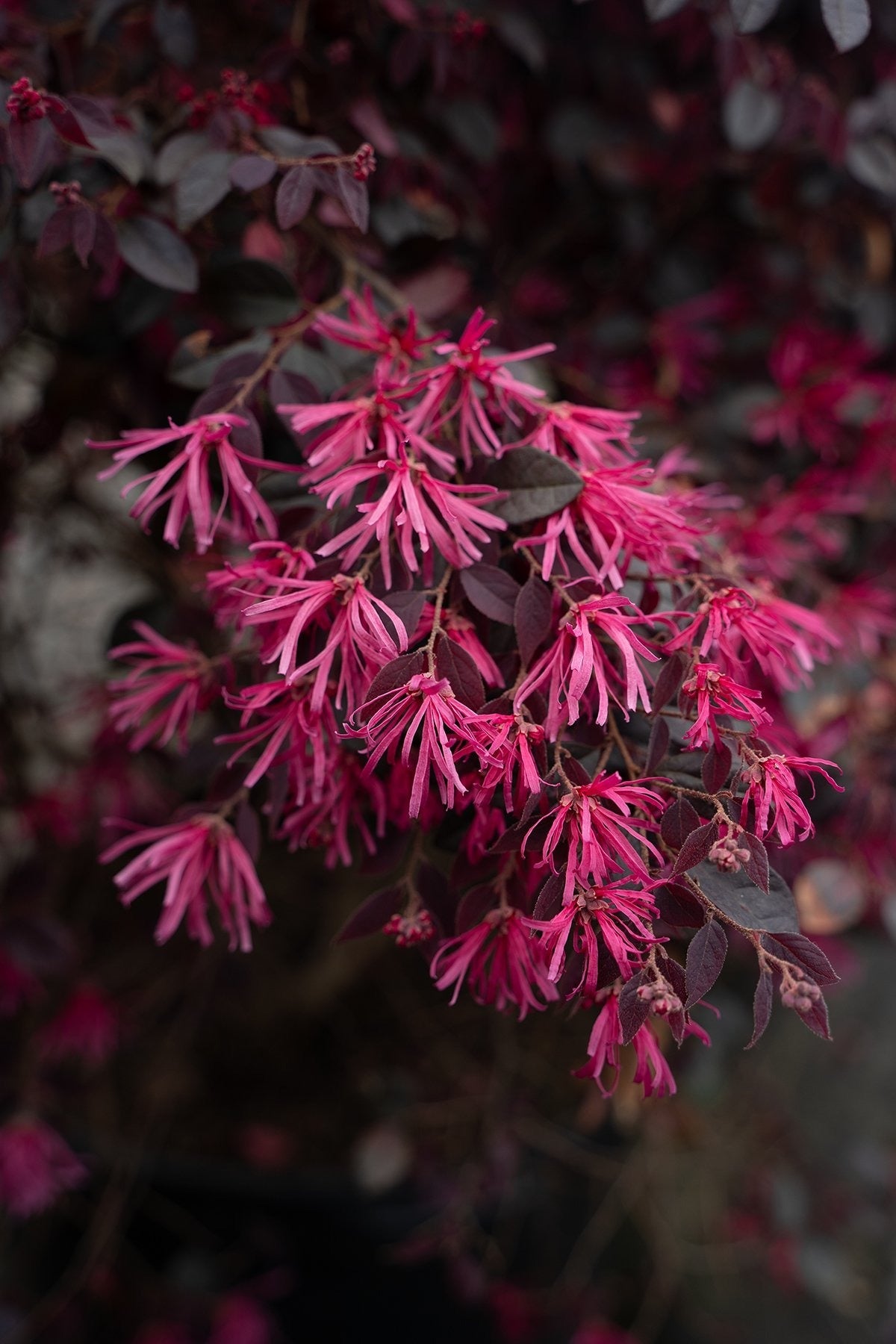 Loropetalum chinense 'Kurobijin' PP23176 Cerise Charm™ Loropetalum 7g