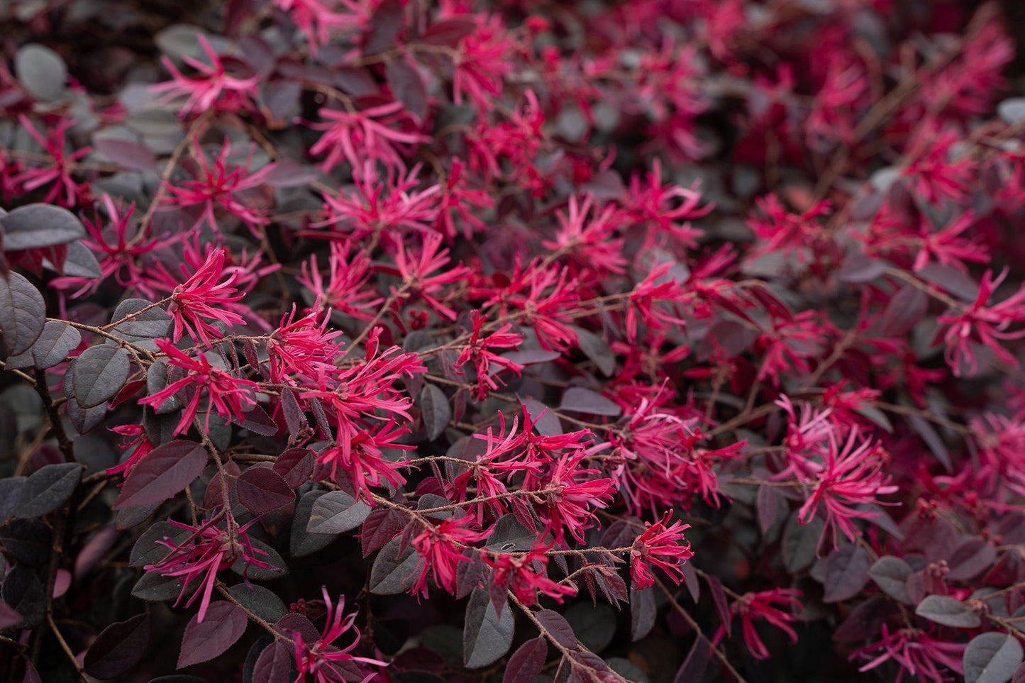 Loropetalum chinense 'Kurobijin' PP23176 Cerise Charm™ Loropetalum 7g
