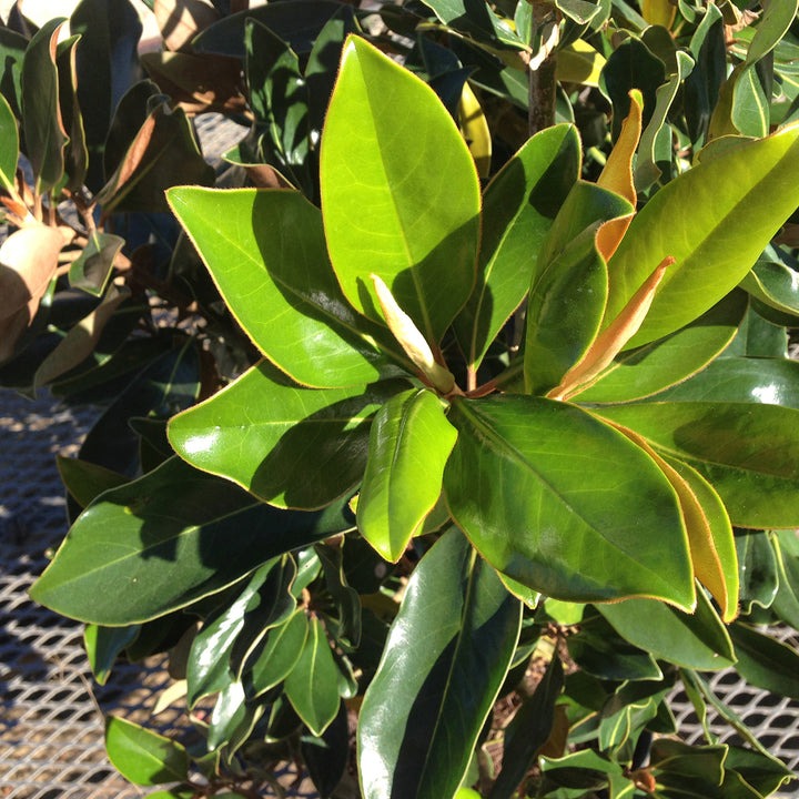 Magnolia grandiflora 'Bracken's Brown Beauty' Bracken's Brown Beauty Magnolia