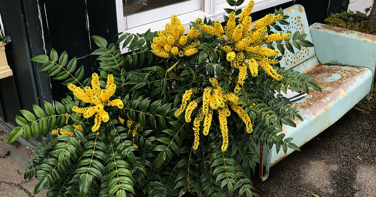 Mahonia x media 'Marvel' PP27425 Marvel Mahonia 3g
