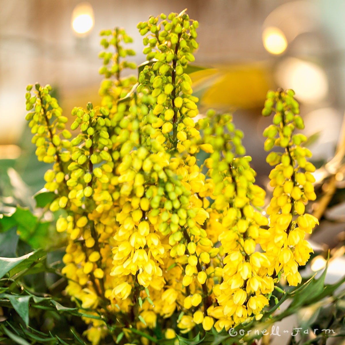 Mahonia x media 'Marvel' PP27425 Marvel Mahonia 3g