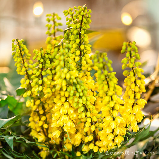 Mahonia x media 'Marvel' PP27425 Marvel Mahonia 3g