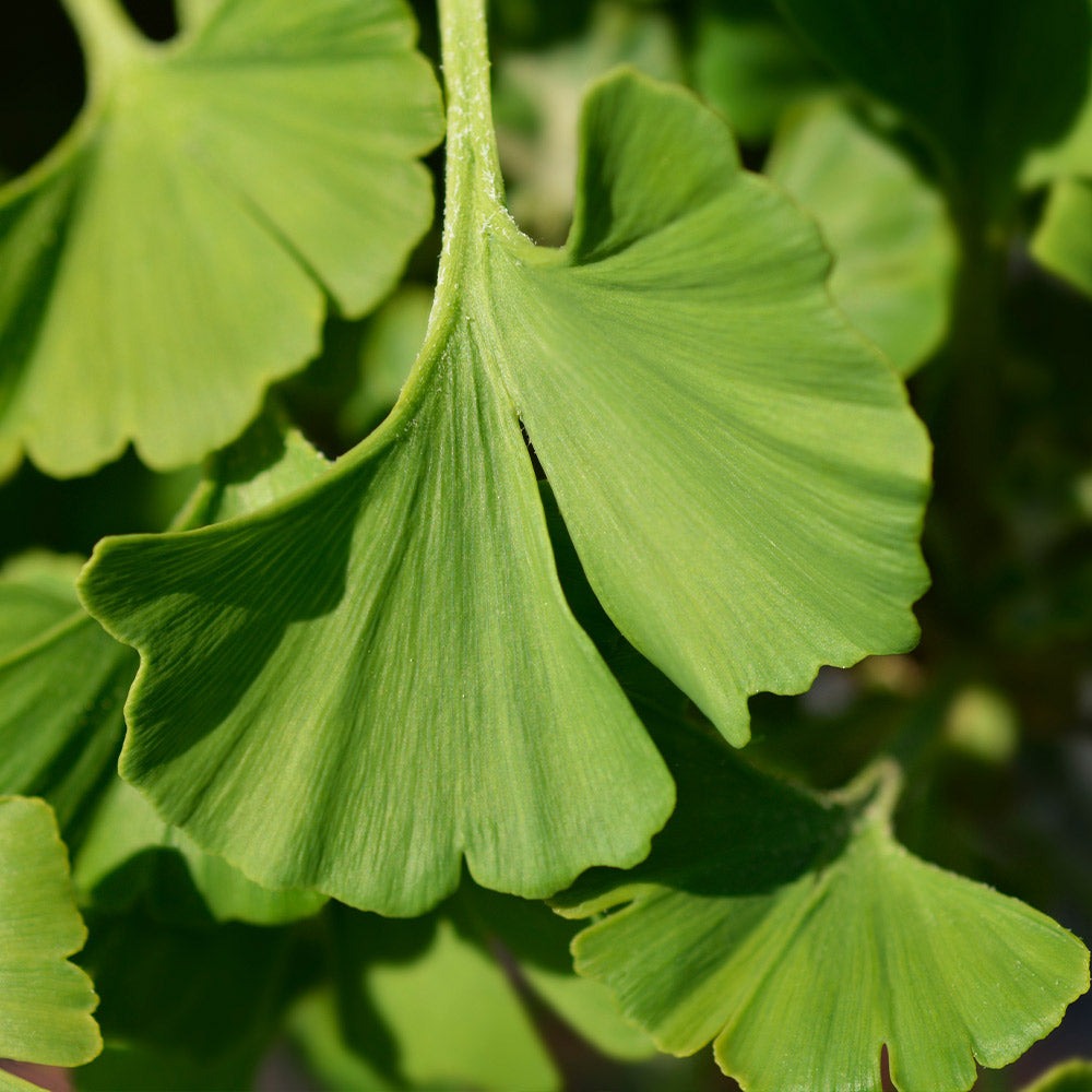 Ginkgo biloba 'Mariken' Mariken Maidenhair Tree TREE FORM