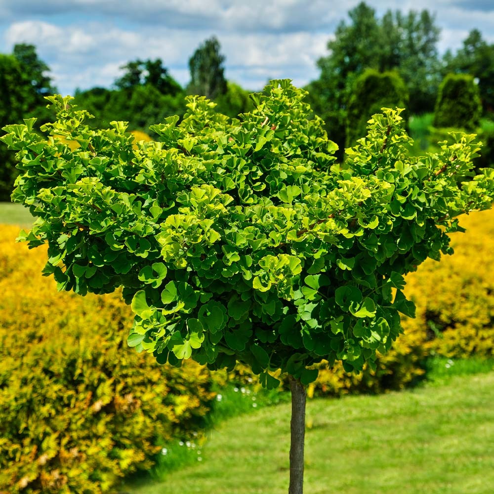 Ginkgo biloba 'Mariken' Mariken Maidenhair Tree TREE FORM
