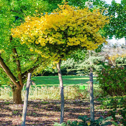 Ginkgo biloba 'Mariken' Mariken Maidenhair Tree TREE FORM