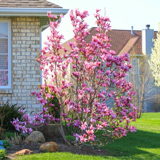 Magnolia liliflora 'Jane' Jane Magnolia 15g