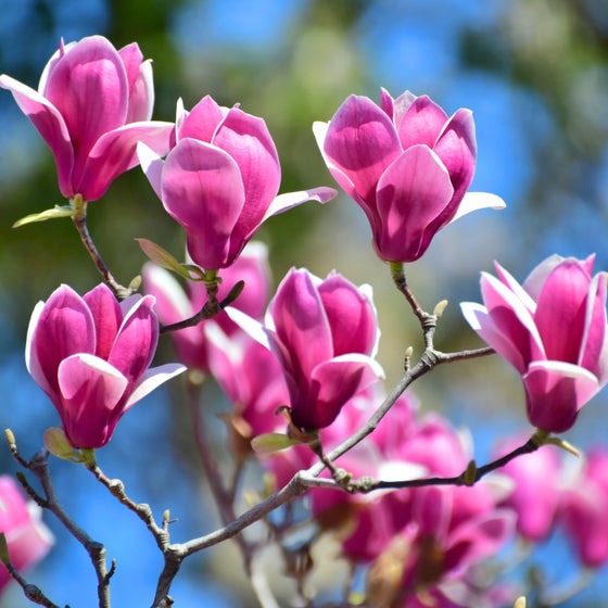 Magnolia liliflora 'Jane' Jane Magnolia 15g