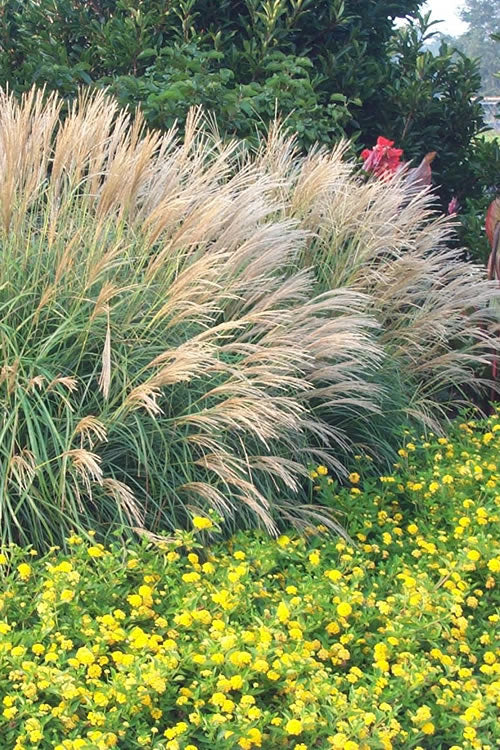 Miscanthus sinensis 'Adagio' Adagio Dwarf Maiden Grass 1g