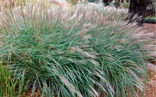 Miscanthus sinensis 'Little Kitten' Little Kitten Dwarf Maiden Grass