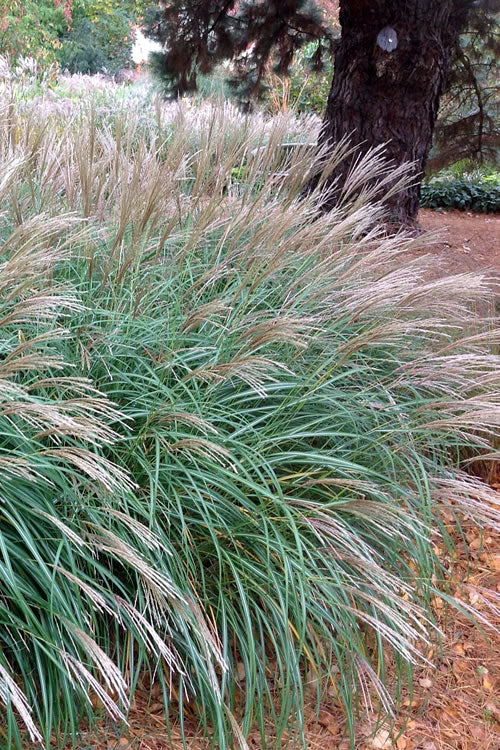 Miscanthus sinensis 'Little Kitten' Little Kitten Dwarf Maiden Grass