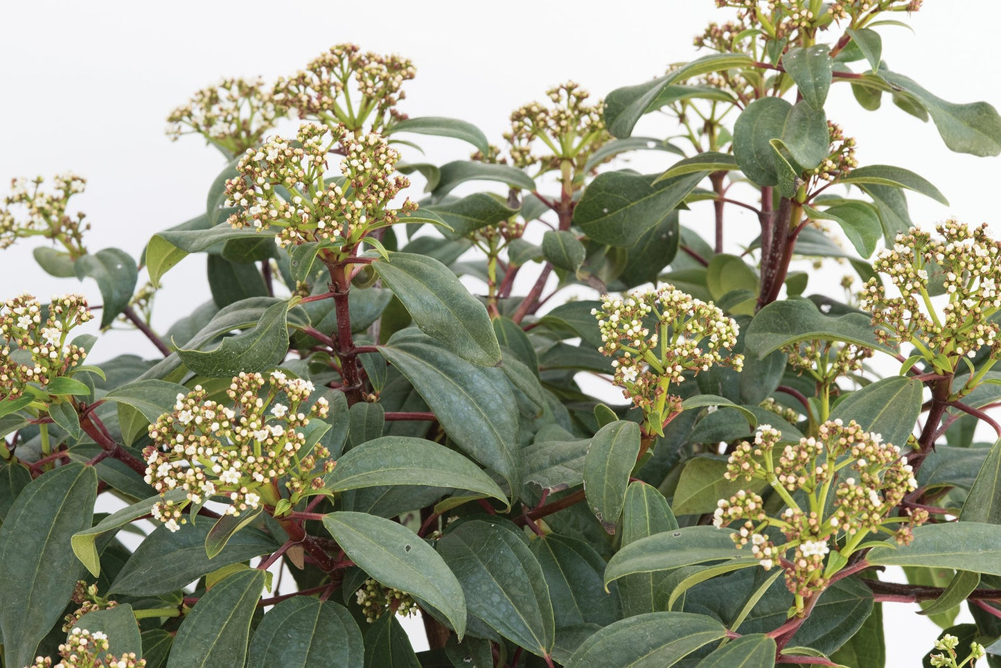 Viburnum x 'sPg-3-024' Moonlit Lace® Viburnum