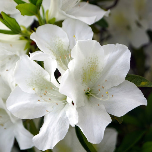 Rhododendron indica 'GG Gerbing' GG Gerbing Azalea 3g