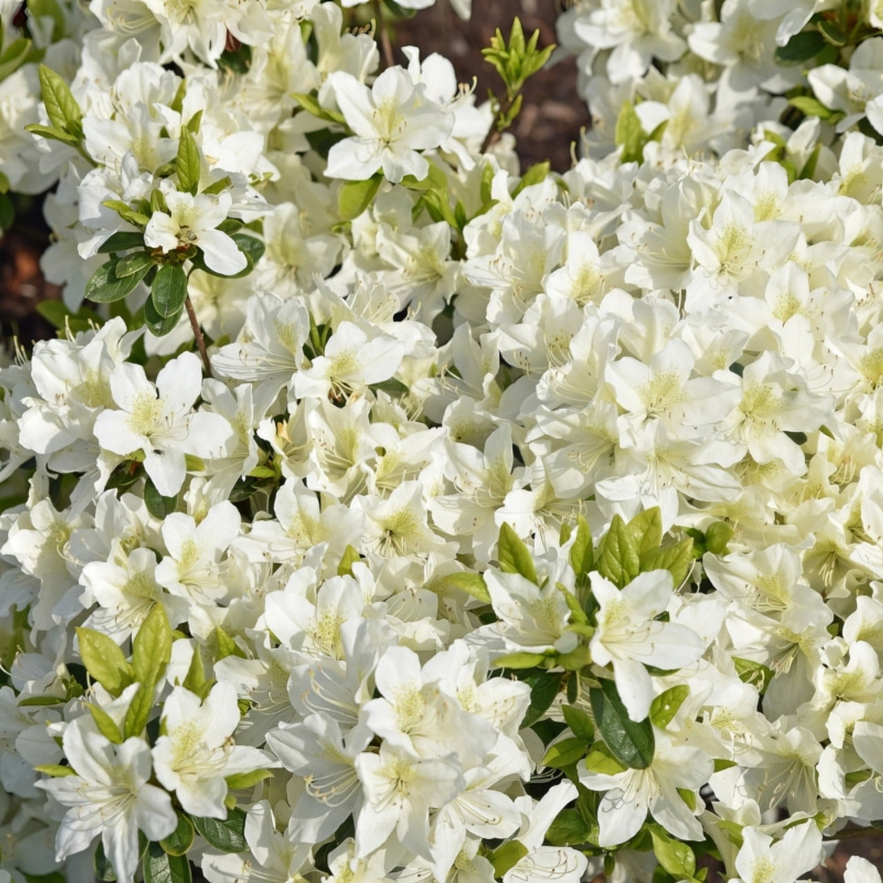 Rhododendron indica 'GG Gerbing' GG Gerbing Azalea 3g