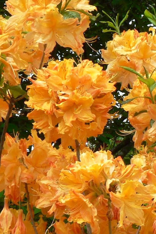 Rhododendron x 'Golden Lights' Golden Lights Azalea Deciduous 6 Gallon