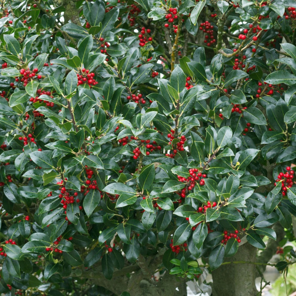 Ilex cornuta 'Needlepoint' Needlepoint Holly
