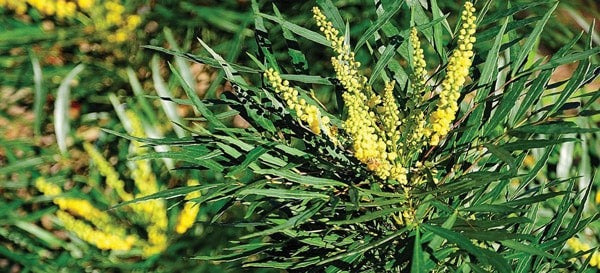 Mahonia eurybracteata 'Soft Caress' PP20183 Soft Caress Mahonia 3g