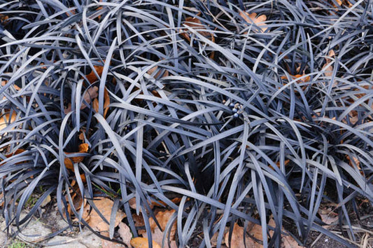 Ophiopogon planiscapus 'Nigrescens' Black Mondo Grass