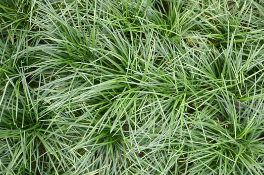 Ophiopogon japonicus Mondo Grass 1g