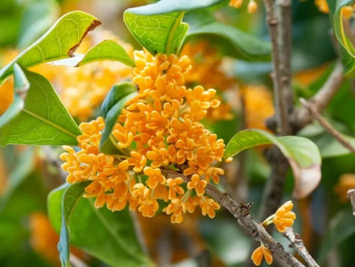 Osmanthus fragrans 'Aurantiacus' Fragrant Tea Olive 3 Gallon