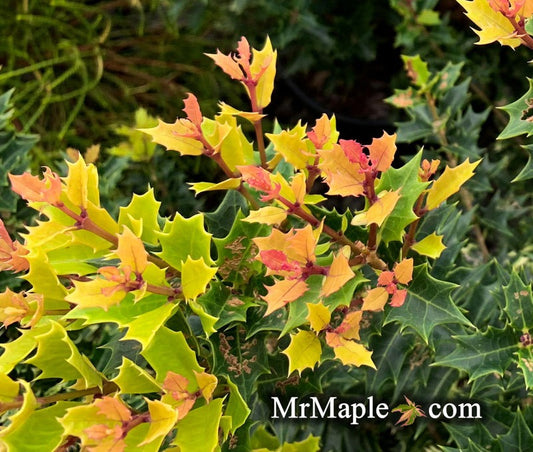 Osmanthus heterophyllus 'Shien' Party Lights™ Goshiki  False Holly 5g