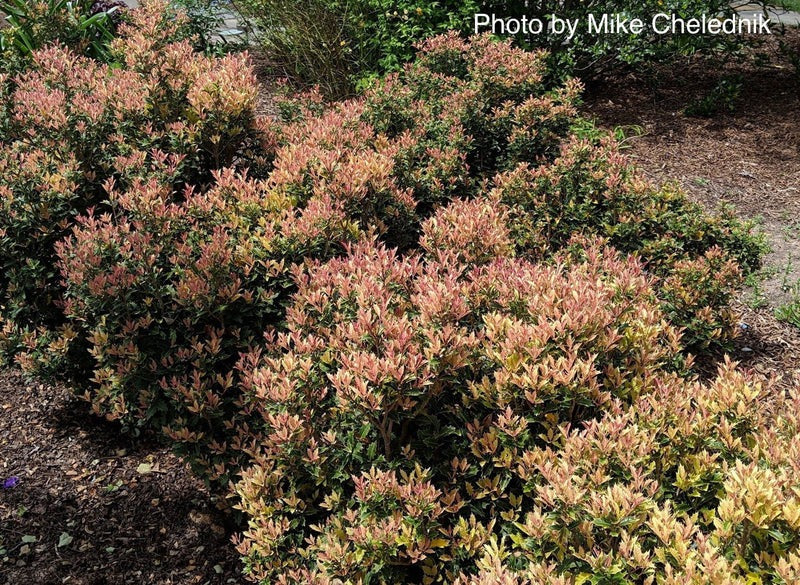 Osmanthus heterophyllus 'Shien' Party Lights™ Goshiki  False Holly 5g