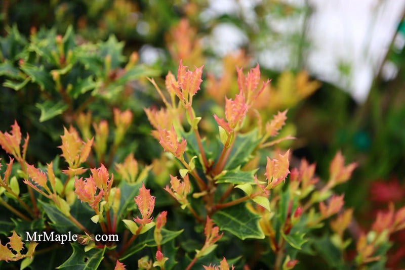 Osmanthus heterophyllus 'Shien' Party Lights™ Goshiki  False Holly 5g
