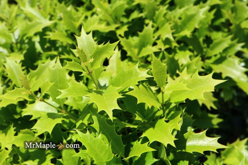 Osmanthus heterophyllus 'Shien' Party Lights™ Goshiki  False Holly 5g