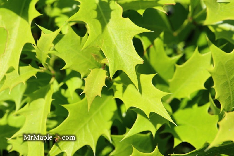 Osmanthus heterophyllus 'Shien' Party Lights™ Goshiki  False Holly 5g