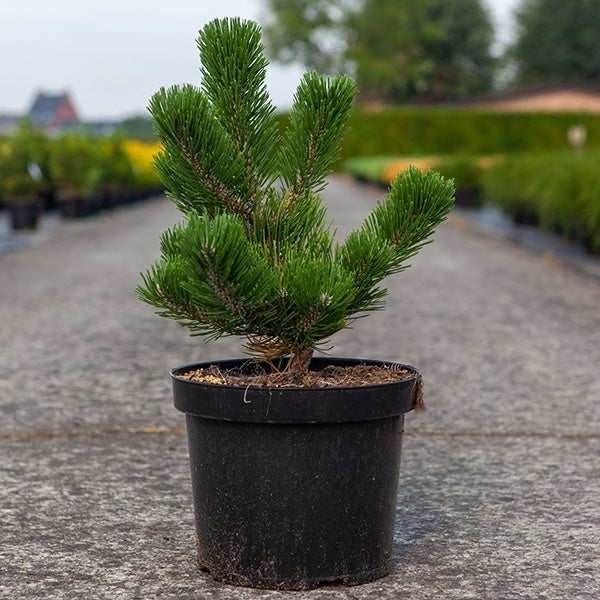 Pinus nigra 'Oregon Green' Oregon Green Austrian Pine