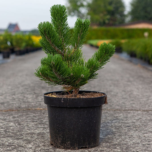 Pinus nigra 'Oregon Green' Oregon Green Austrian Pine
