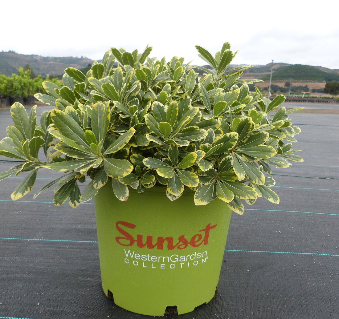 Pittosporum tobira 'CNI Three' PP16188 Mojo® Pittosporum 3 Gallon ...