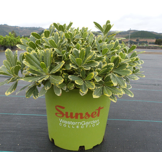 Pittosporum tobira 'CNI Three' PP16188 Mojo® Pittosporum 3g
