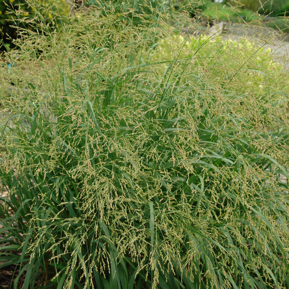 Panicum virgatum 'Cape Breeze' PP24895 Cape Breeze Switchgrass 1 Gallon