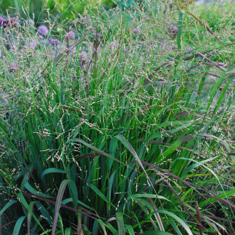 Panicum virgatum 'Cape Breeze' PP24895 Cape Breeze Switchgrass 1 Gallon