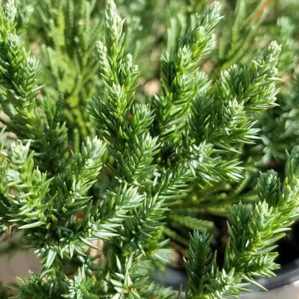 Juniperus chinensis 'Parsoni' Parson's Juniper 3g