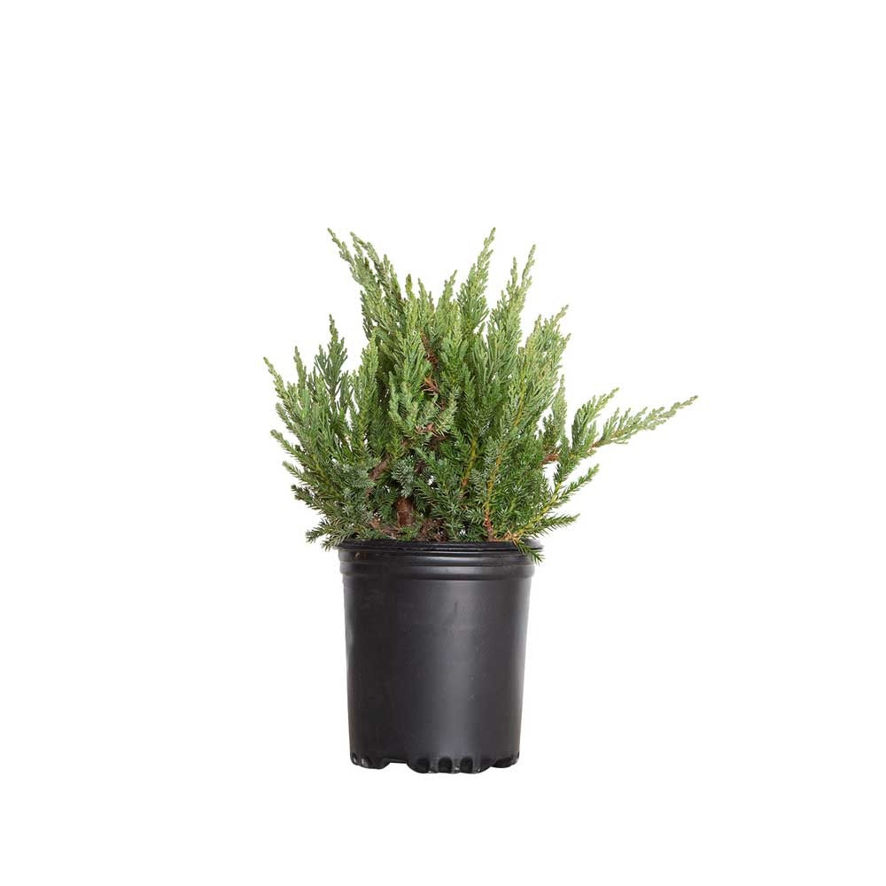 Juniperus chinensis 'Parsoni' Parson's Juniper 3g