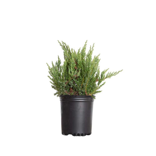 Juniperus chinensis 'Parsoni' Parson's Juniper 3g