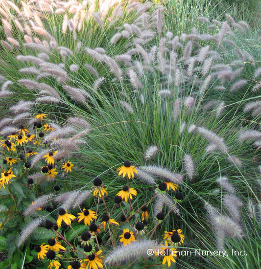 Pennisetum alopecuroides 'Cassian' Cassian Dwarf Fountain Grass 3g
