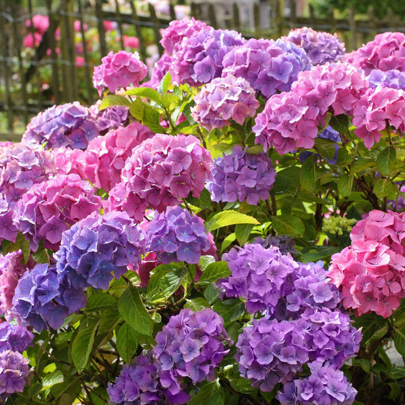 Hydrangea mac. 'Penny Mac' Penny Mac Hydrangea 3 Gallon