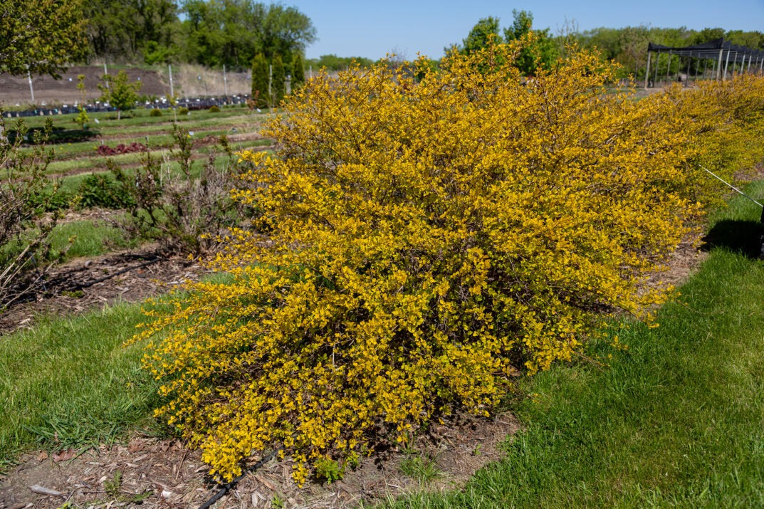 Physocarpus opulifolius 'ZLENORA' Honeycomb®  Ninebark 3g