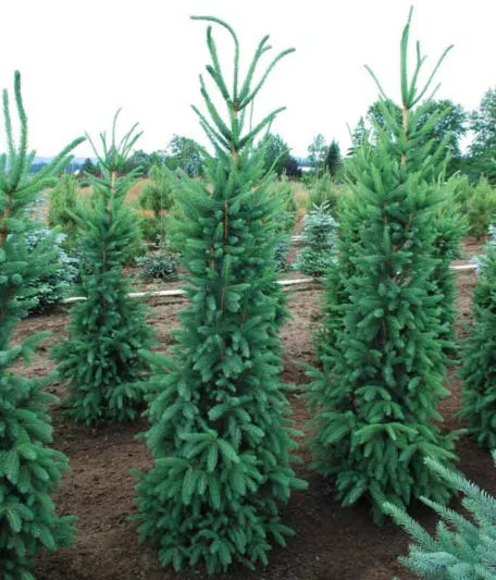 Picea abies 'Cuppresina' Columnar Norway Spruce (15g) B&B