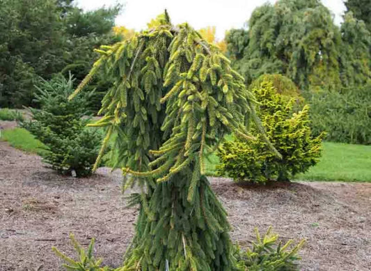 Picea abies 'Gold Drift' Gold Drift Norway Spruce (10g) B&B