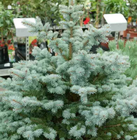 Picea pungens 'Glauca Globosa' Dwarf Colorado Blue Spruce