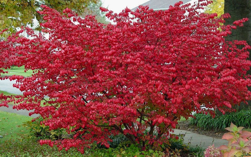 Euonymus alatus 'Compactus' Dwarf Burning Bush 3g