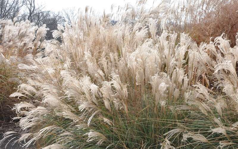 Miscanthus sinensis 'Adagio' Adagio Dwarf Maiden Grass 1g