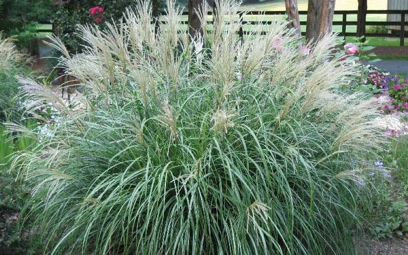 Miscanthus sinensis 'Adagio' Adagio Dwarf Maiden Grass 1g